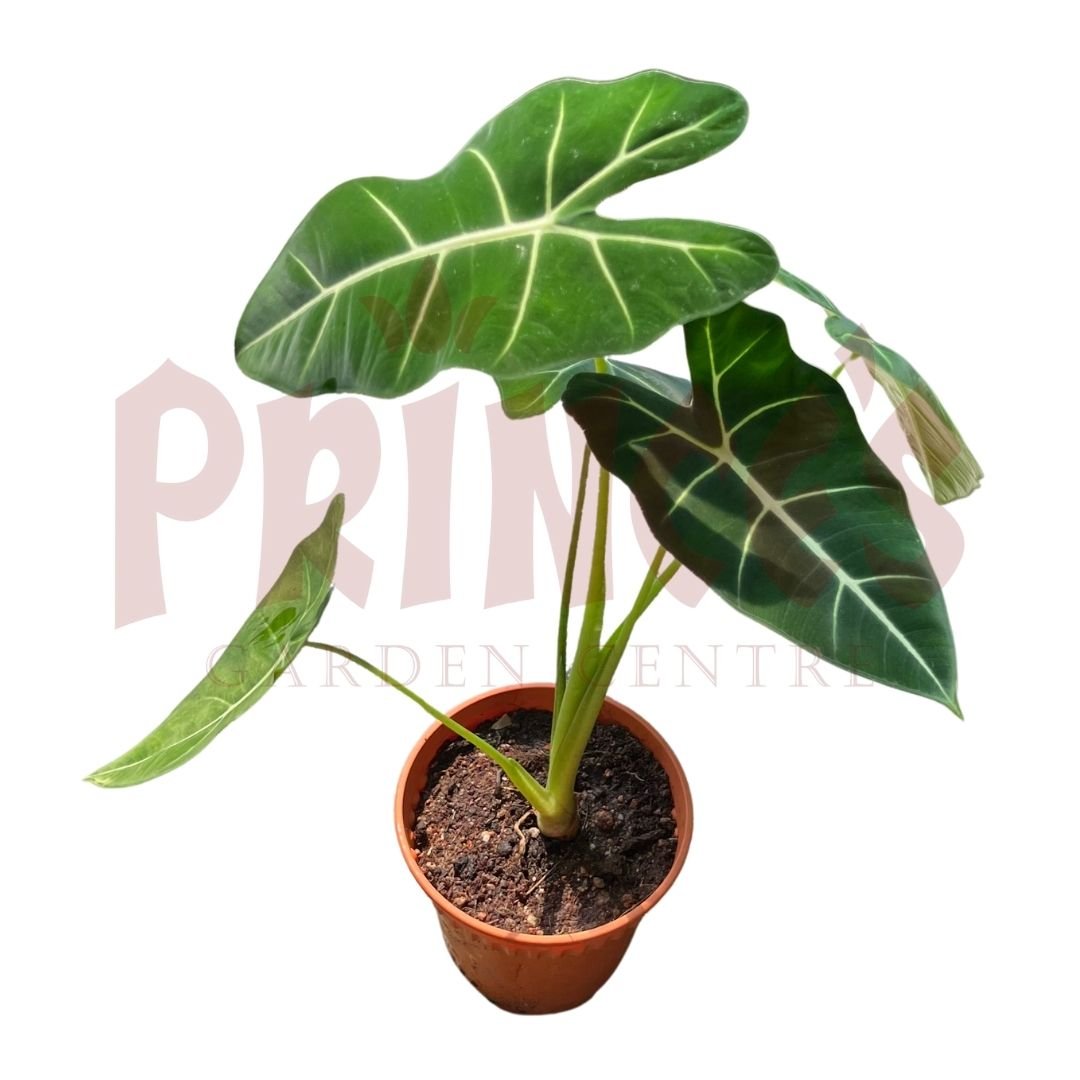 Alocasia Frydek - (Pot Size ø16cm × 16cmH) - Prince Garden Centre