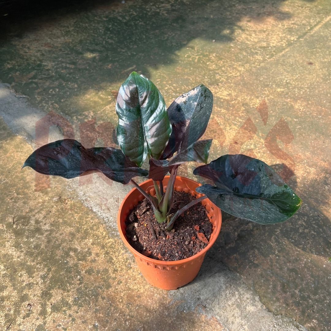 Alocasia Infernalis - (Pot Size ø9cm x 10cmH) - Prince Garden Centre