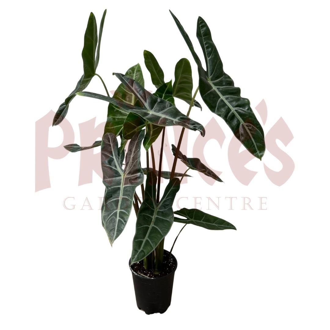 Alocasia Longilobe - (Pot Size ø20cm x 30cmH) - Prince Garden Centre