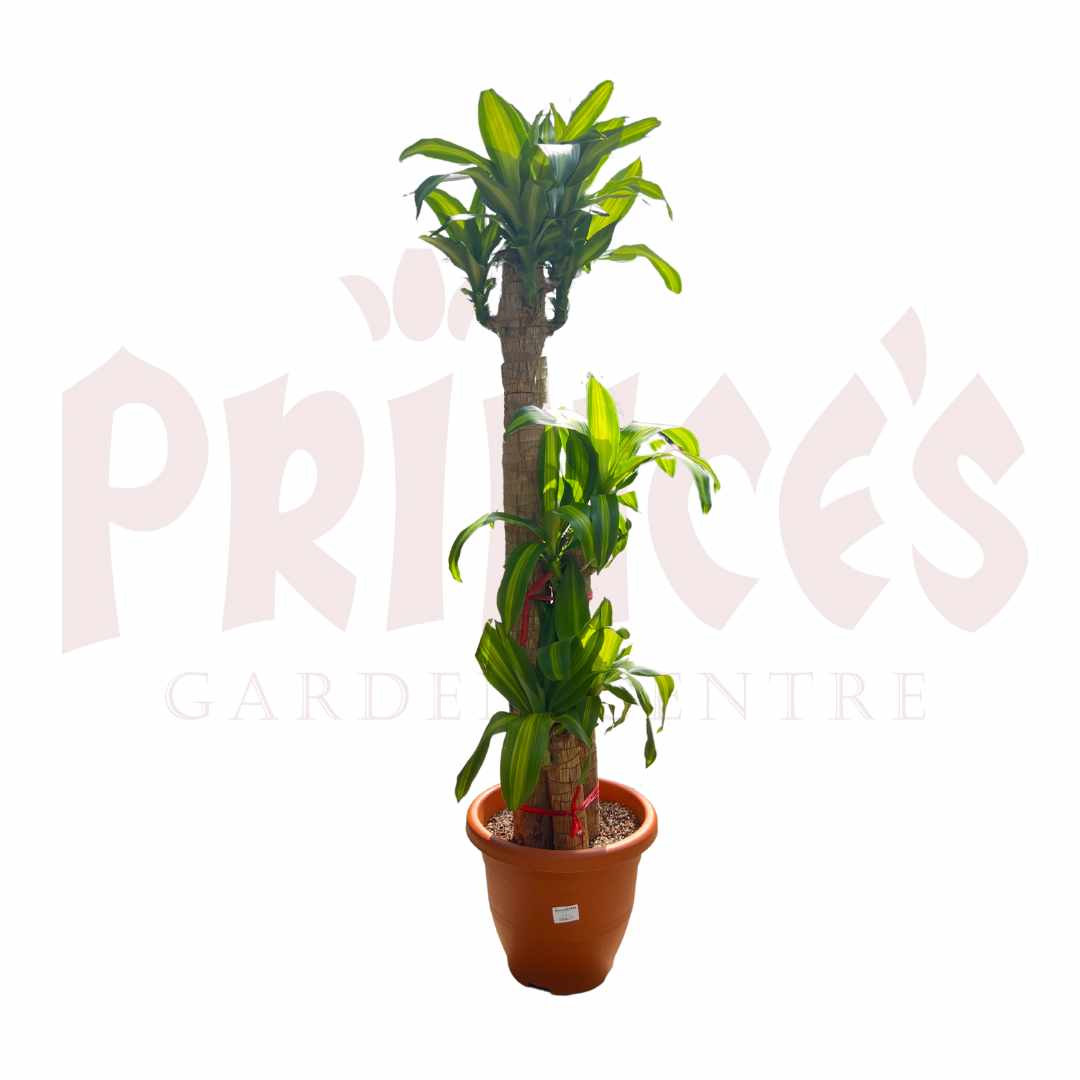 Iron Tree - (Pot Size - 29cmØ x 27cmH) - Prince Garden Centre