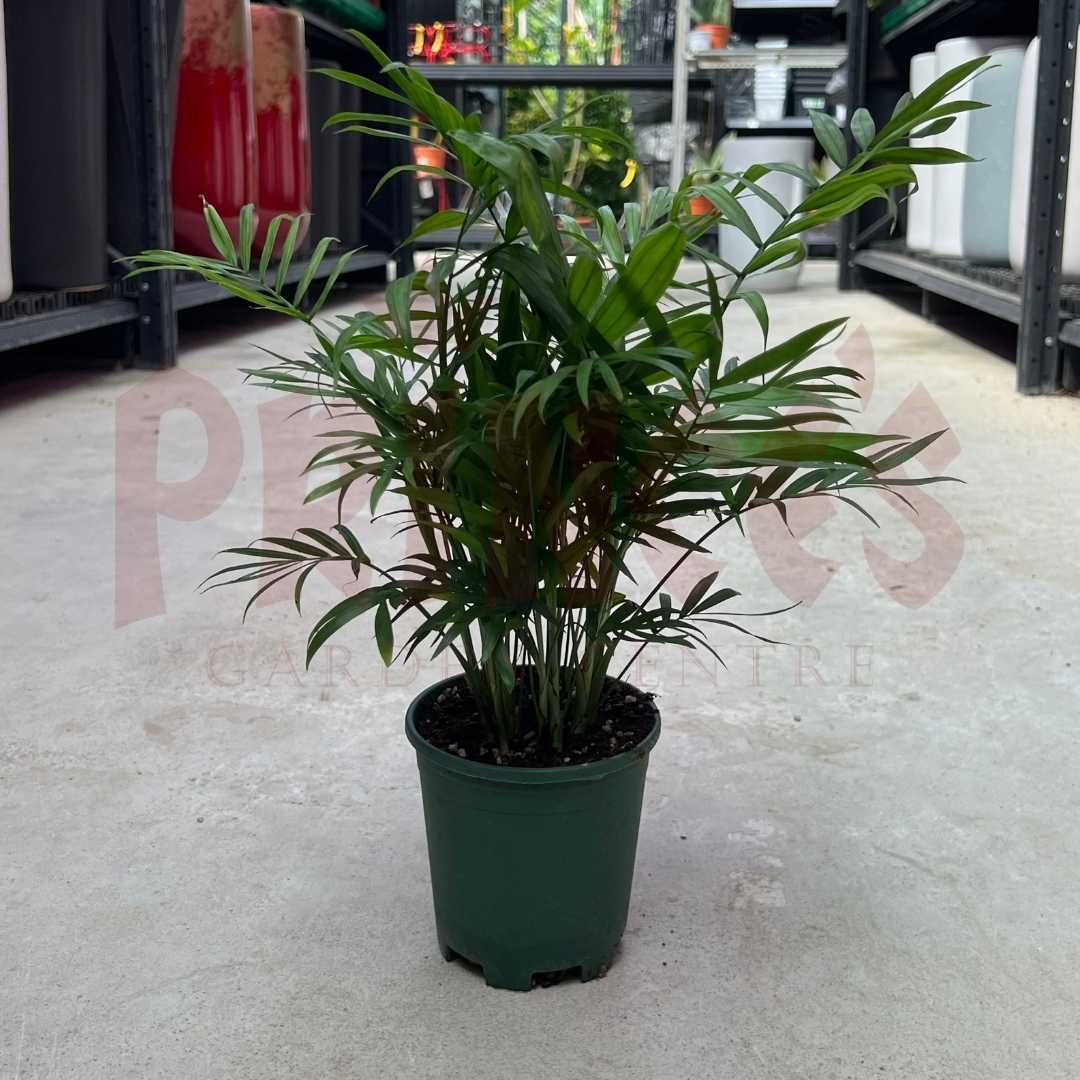 Bamboo Palm - (Approx.25-30cm) 