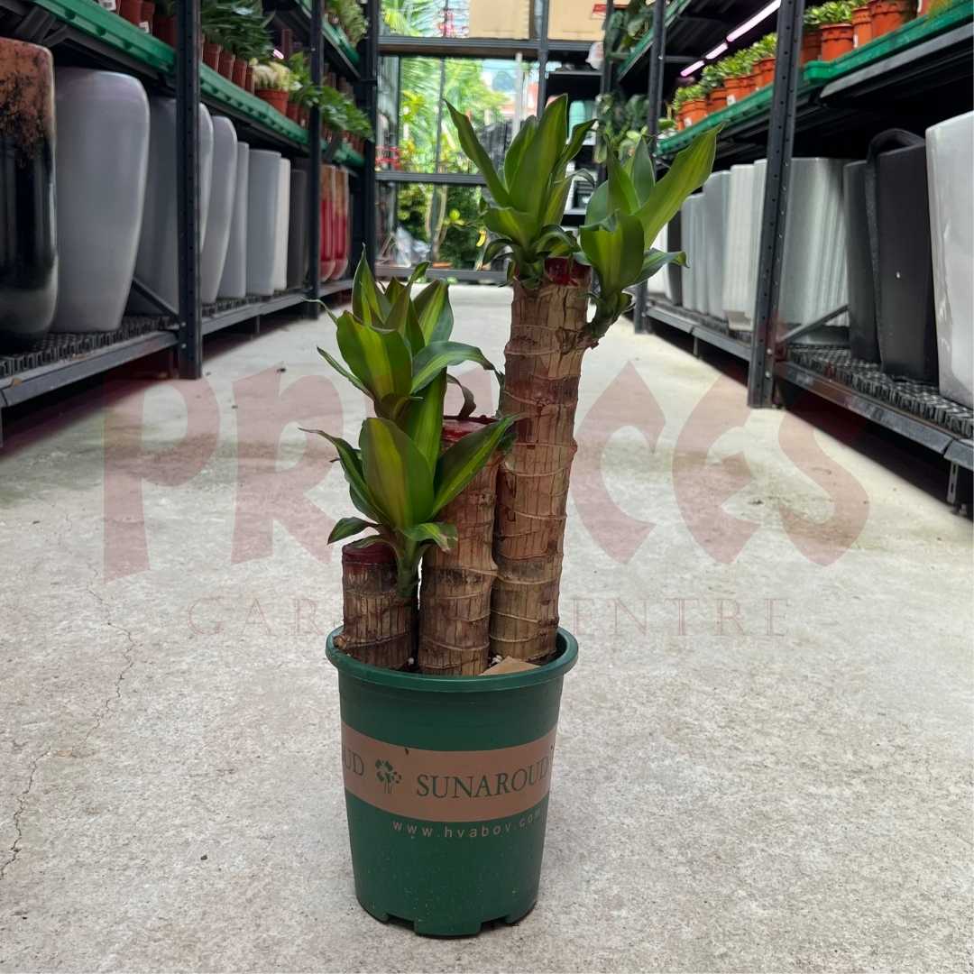 Dracaena Iron Tree - (Pot 310mm) - Prince's Garden