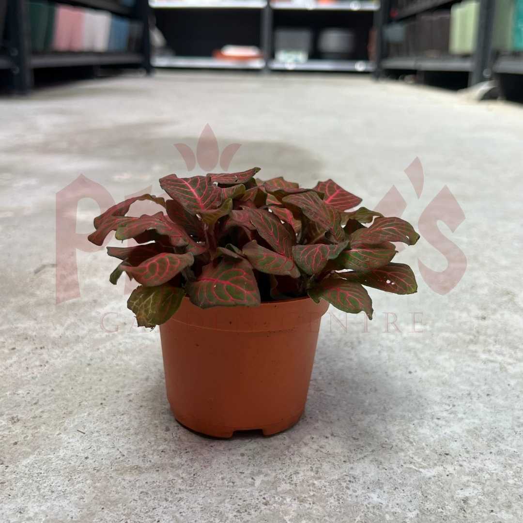 Fittonia (Pot 7-8cmø x 6.5cmH) - Prince's Garden