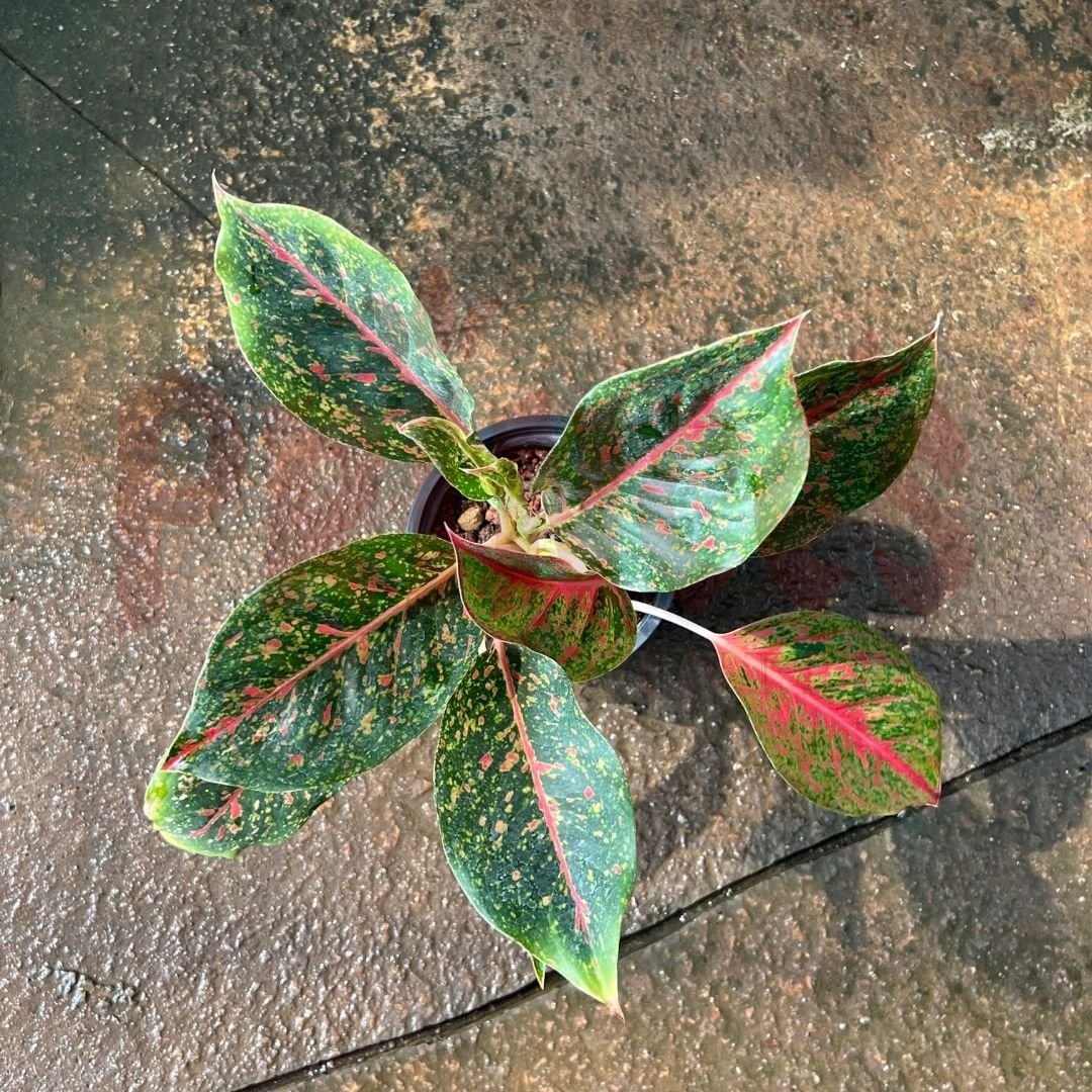 Aglaonema 'Heng Heng' - (Pot Size ø10cm x 13cmH) - Prince Garden Centre