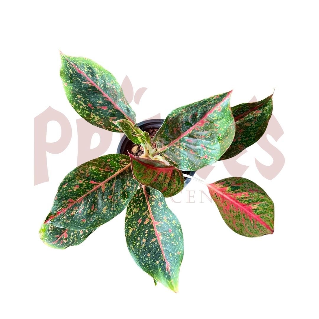 Aglaonema 'Heng Heng' - (Pot Size ø10cm x 13cmH) - Prince Garden Centre