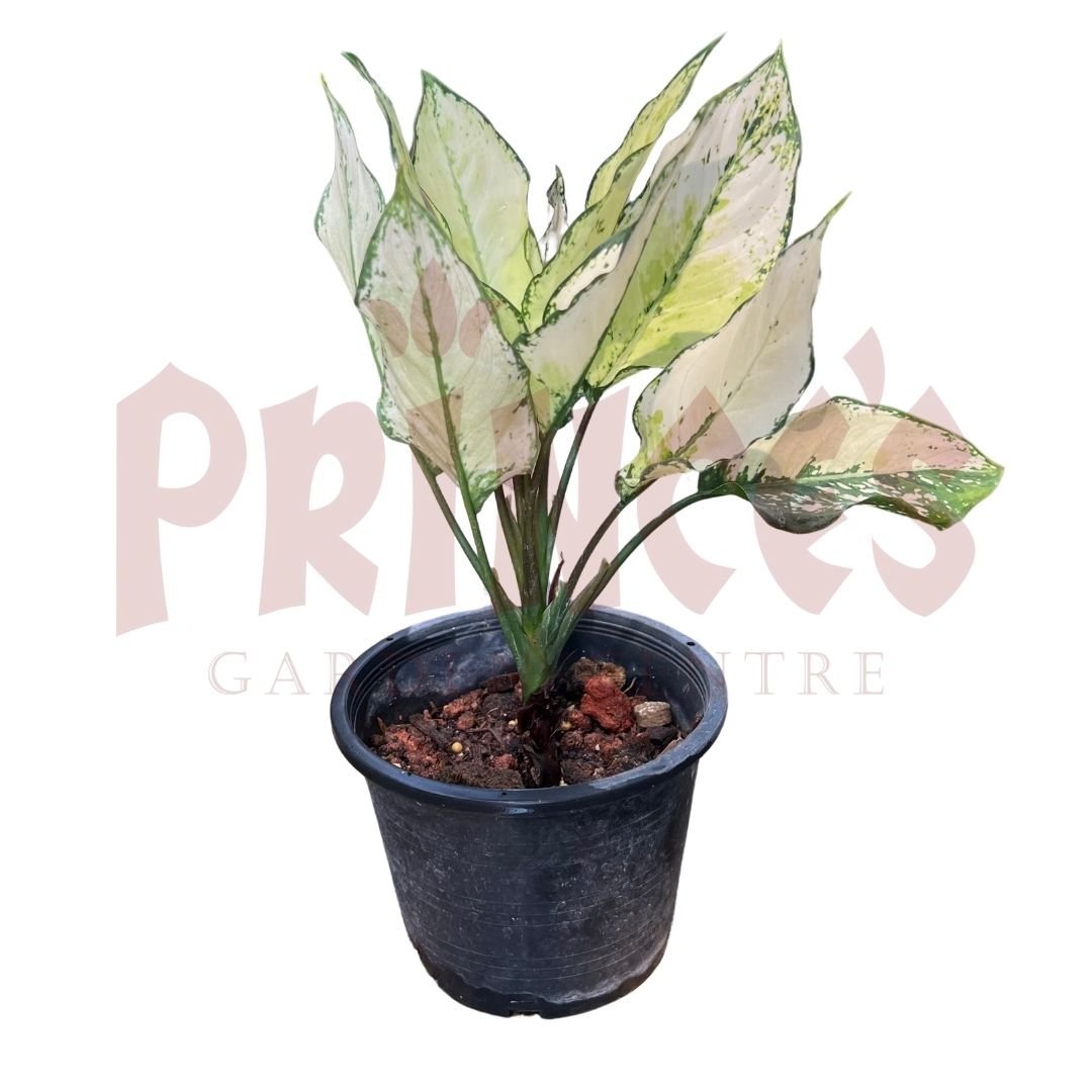 Aglaonema Siam Paragon - (Pot Size ø9cm x 10cmH) - Prince Garden Centre