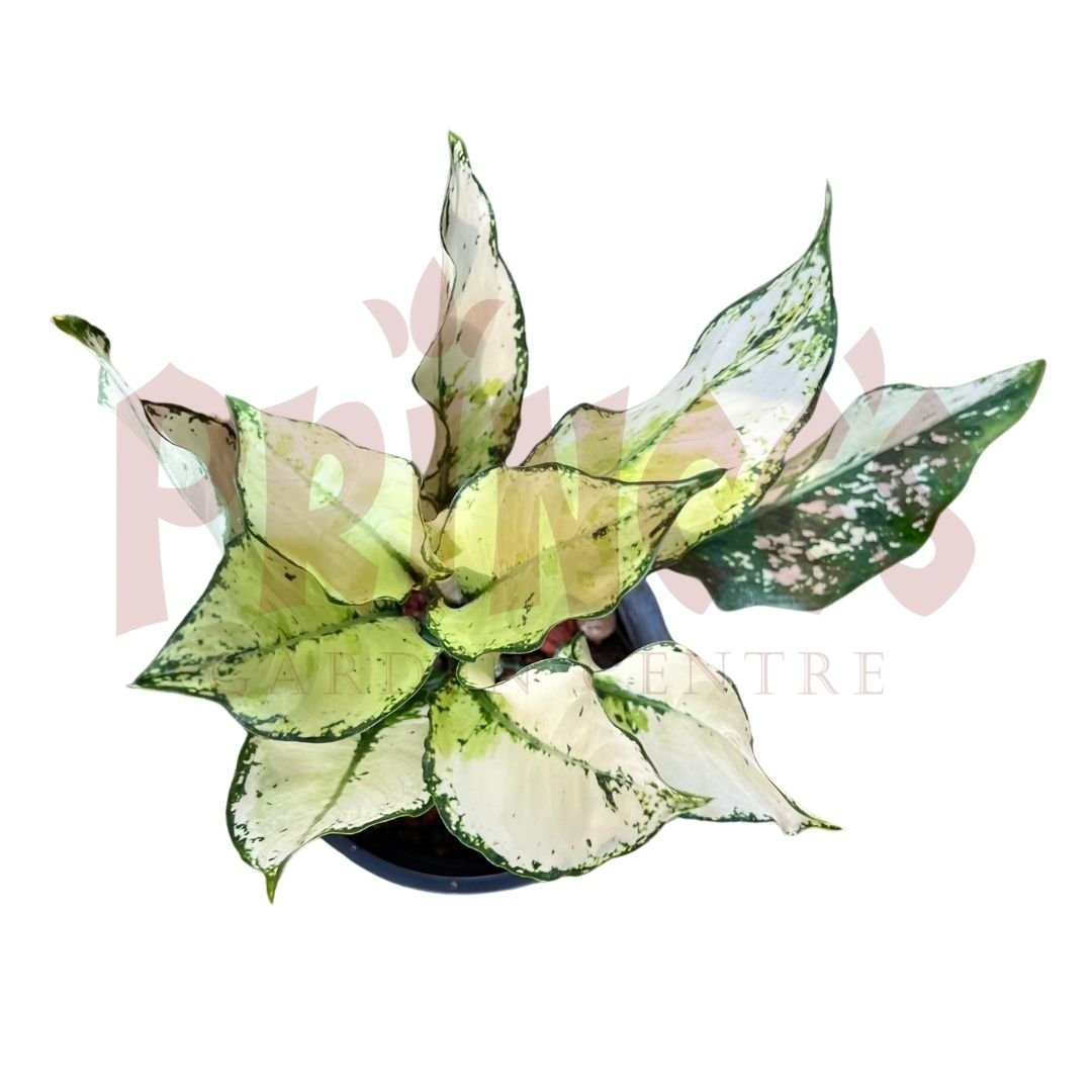 Aglaonema Siam Paragon - (Pot Size ø9cm x 10cmH) - Prince Garden Centre