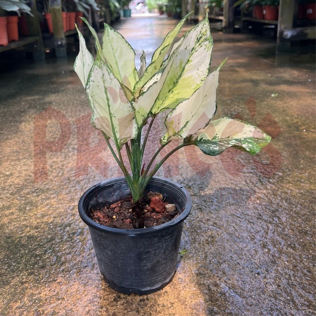 Aglaonema Siam Paragon - (Pot Size ø9cm x 10cmH) - Prince Garden Centre