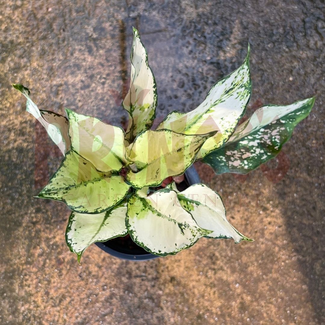 Aglaonema Siam Paragon - (Pot Size ø9cm x 10cmH) - Prince Garden Centre