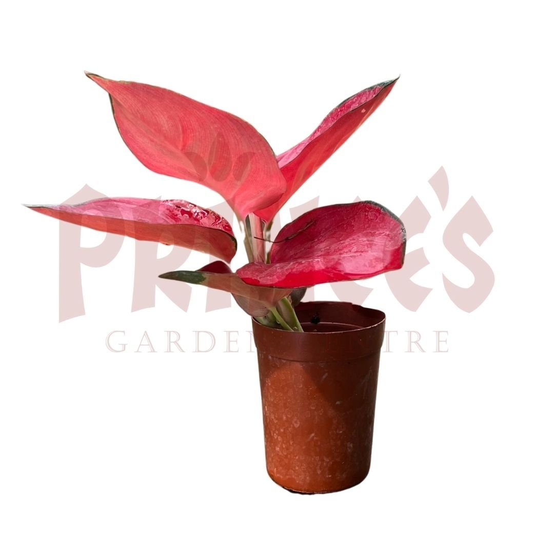 Aglaonema Super Red - (Pot Size ø8cm x 10cmH) - Prince Garden Centre