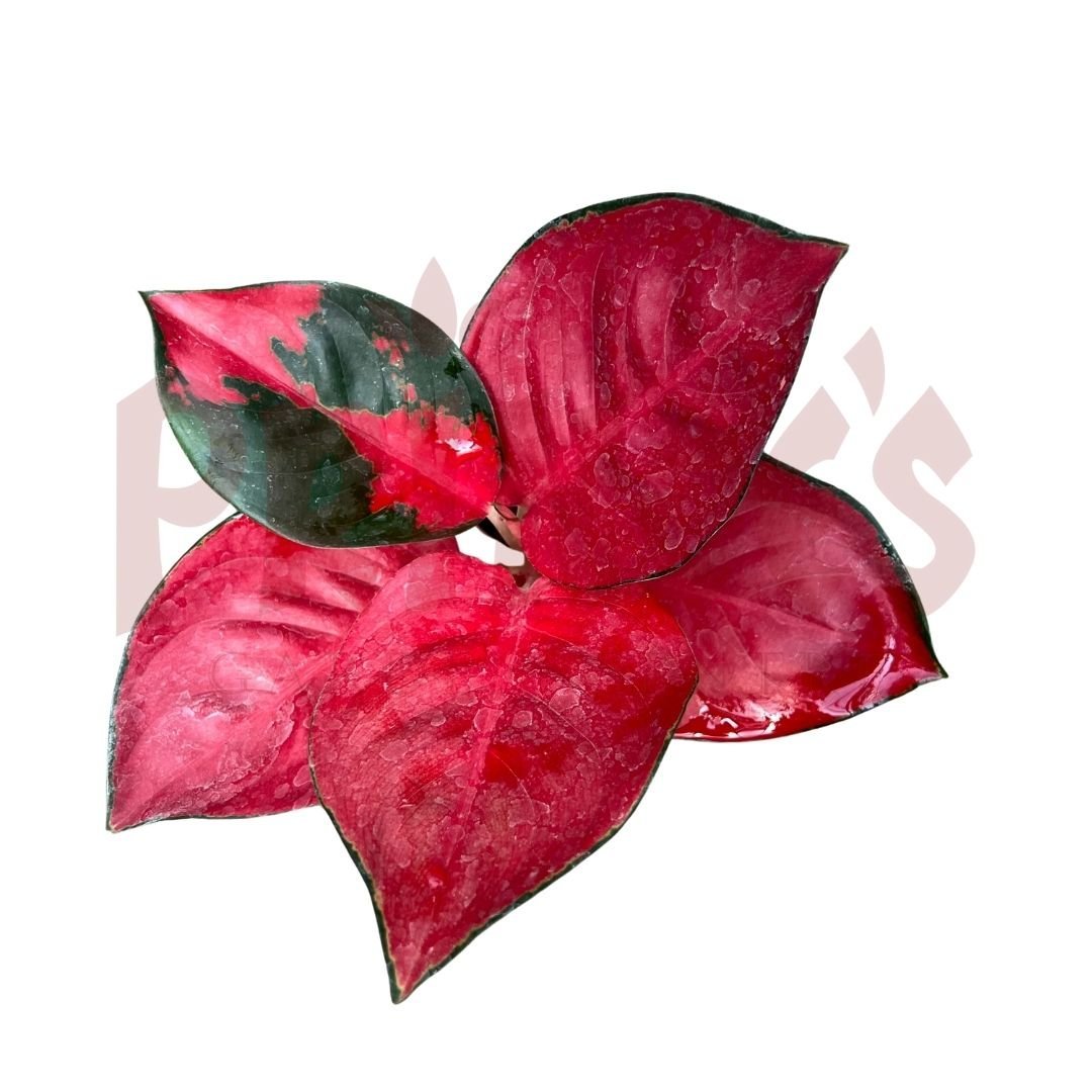 Aglaonema Super Red - (Pot Size ø8cm x 10cmH) - Prince Garden Centre