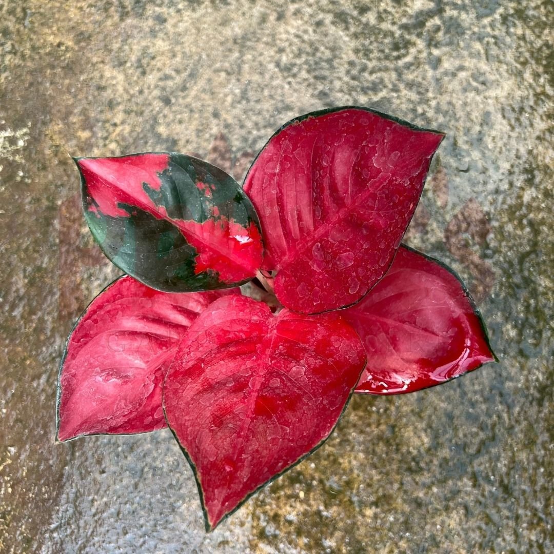 Aglaonema Super Red - (Pot Size ø8cm x 10cmH) - Prince Garden Centre