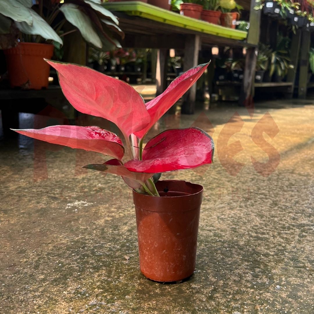 Aglaonema Super Red - (Pot Size ø8cm x 10cmH) - Prince Garden Centre