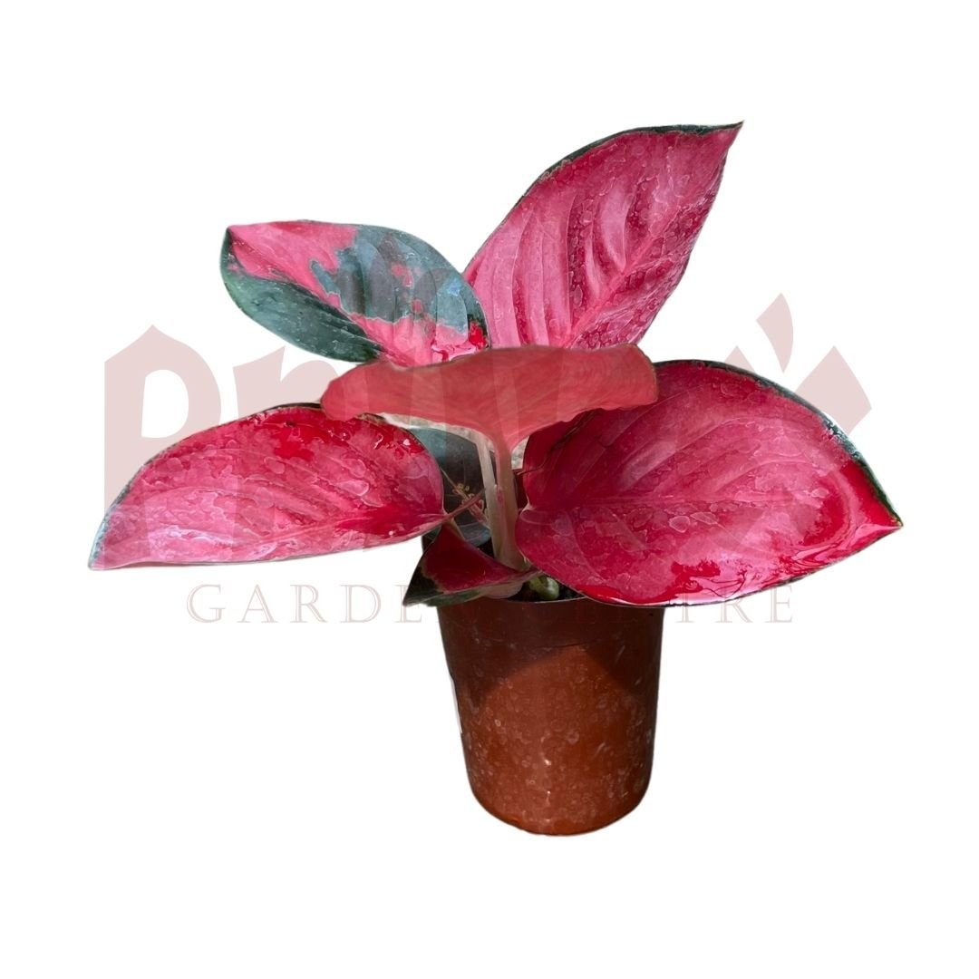 Aglaonema Super Red - (Pot Size ø8cm x 10cmH) - Prince Garden Centre
