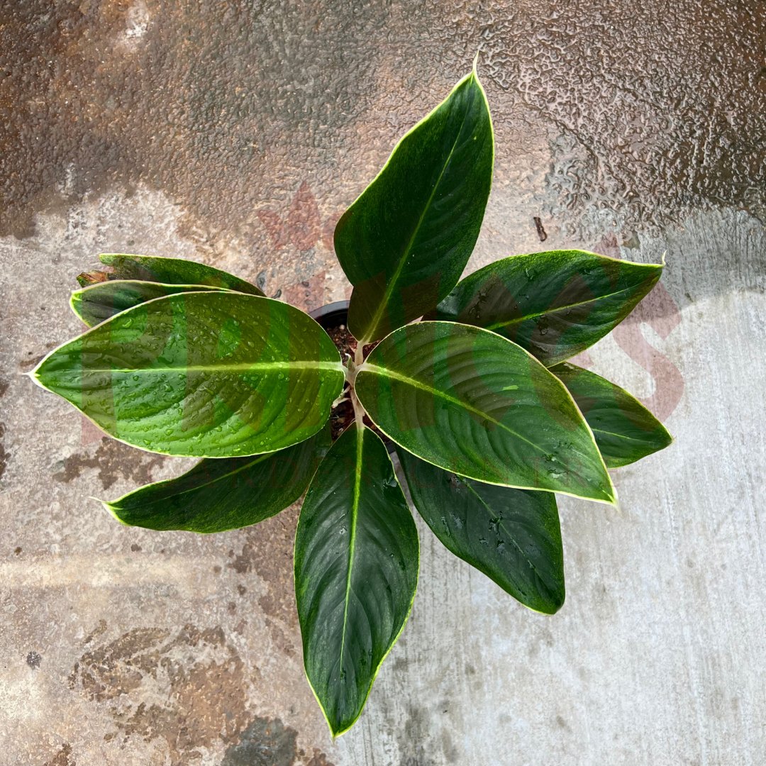 Aglaonema 'White Edge' - (Pot Size - 23cmØ x 22cmH) - Prince Garden Centre