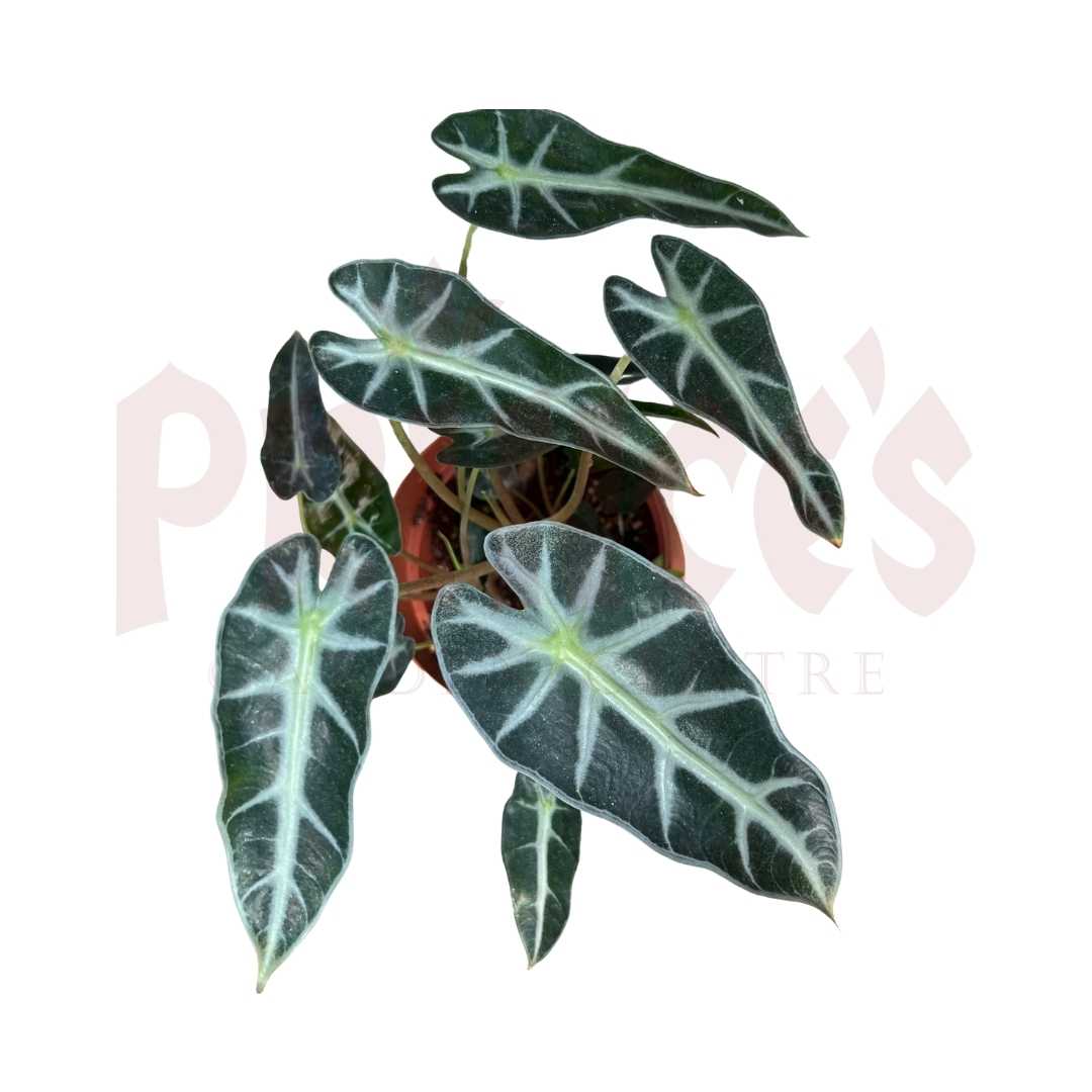 Alocasia 'Amazonia' - (Pot Size 8cmØ x 9cmH) - Prince Garden Centre