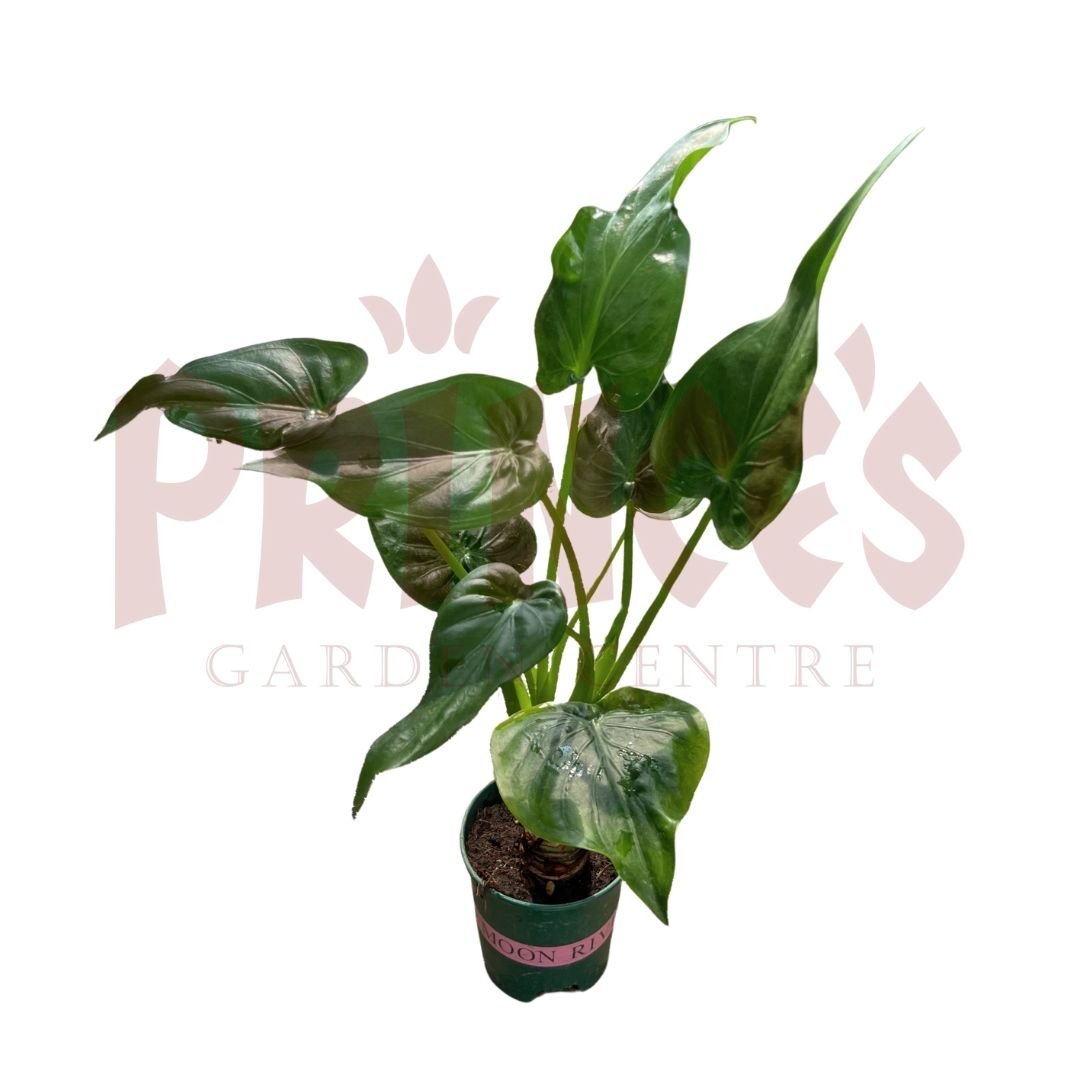 Alocasia Cucullata - (Pot Size ø15cm x 18cmH) - Prince Garden Centre