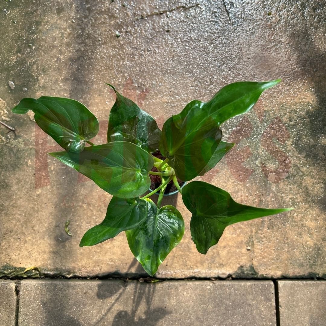 Alocasia Cucullata - (Pot Size ø15cm x 18cmH) - Prince Garden Centre