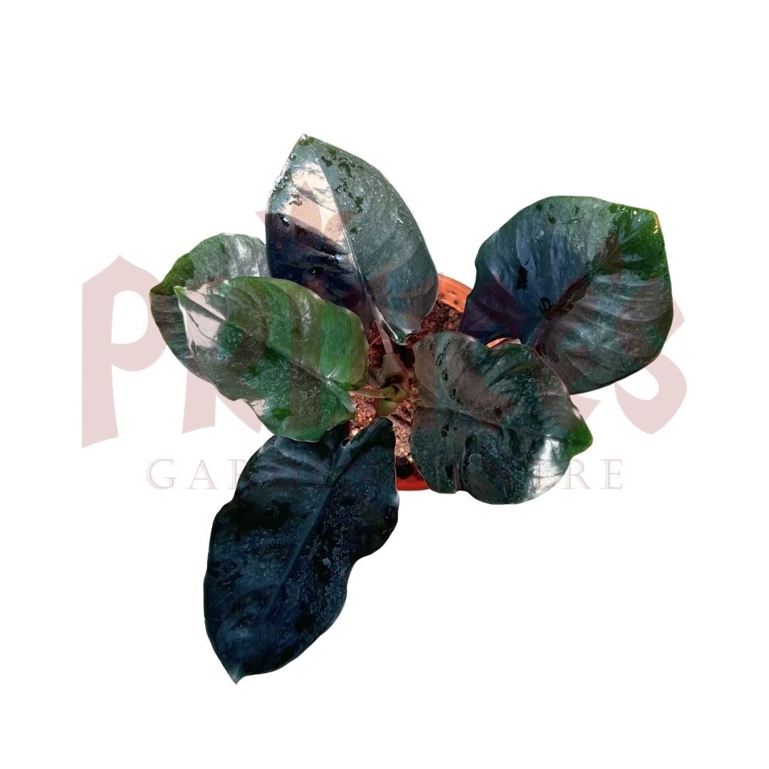 Alocasia Infernalis - (Pot Size ø9cm x 10cmH) - Prince Garden Centre