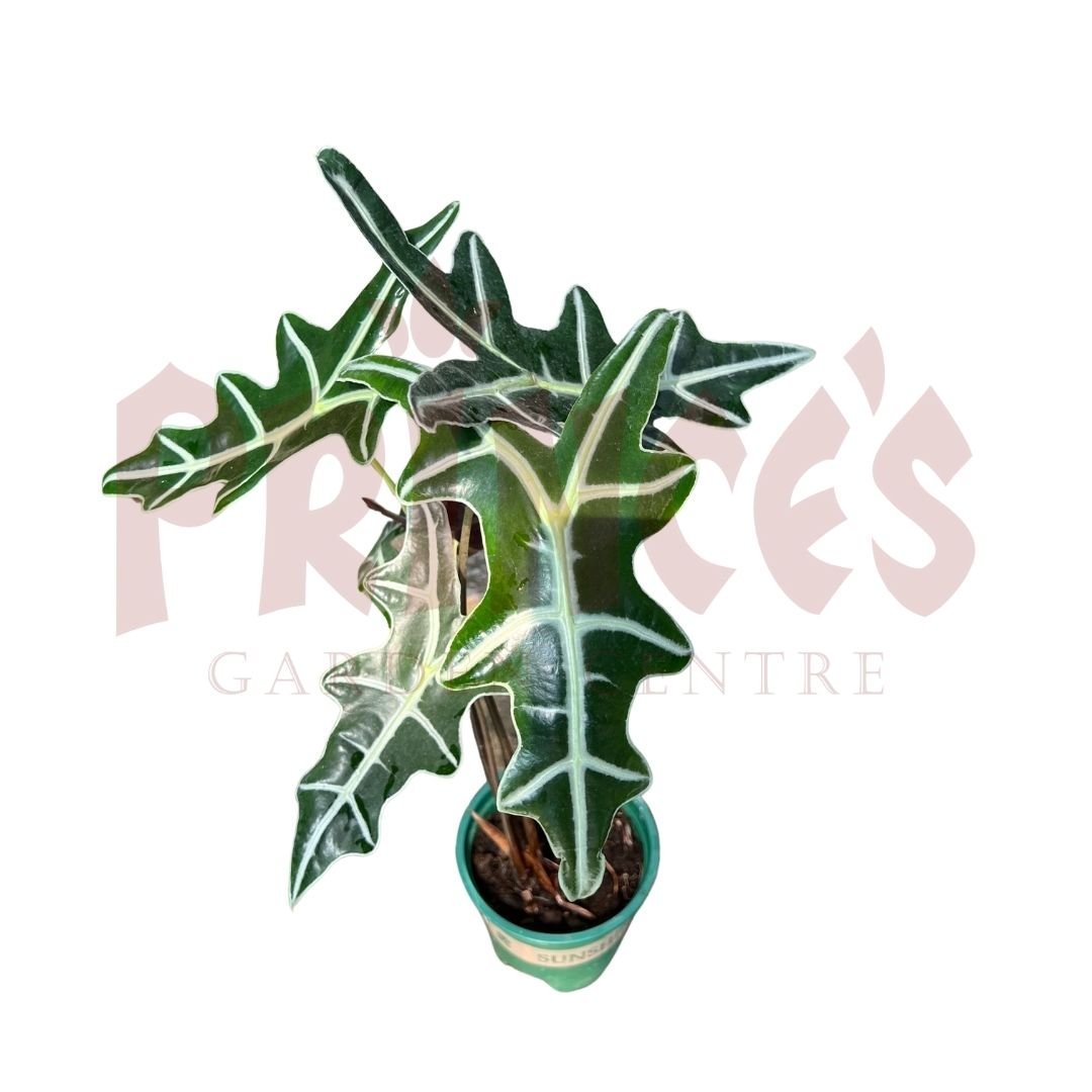 Alocasia Nobilis - (Pot Size 14cmØ x 11cmH) - Prince Garden Centre