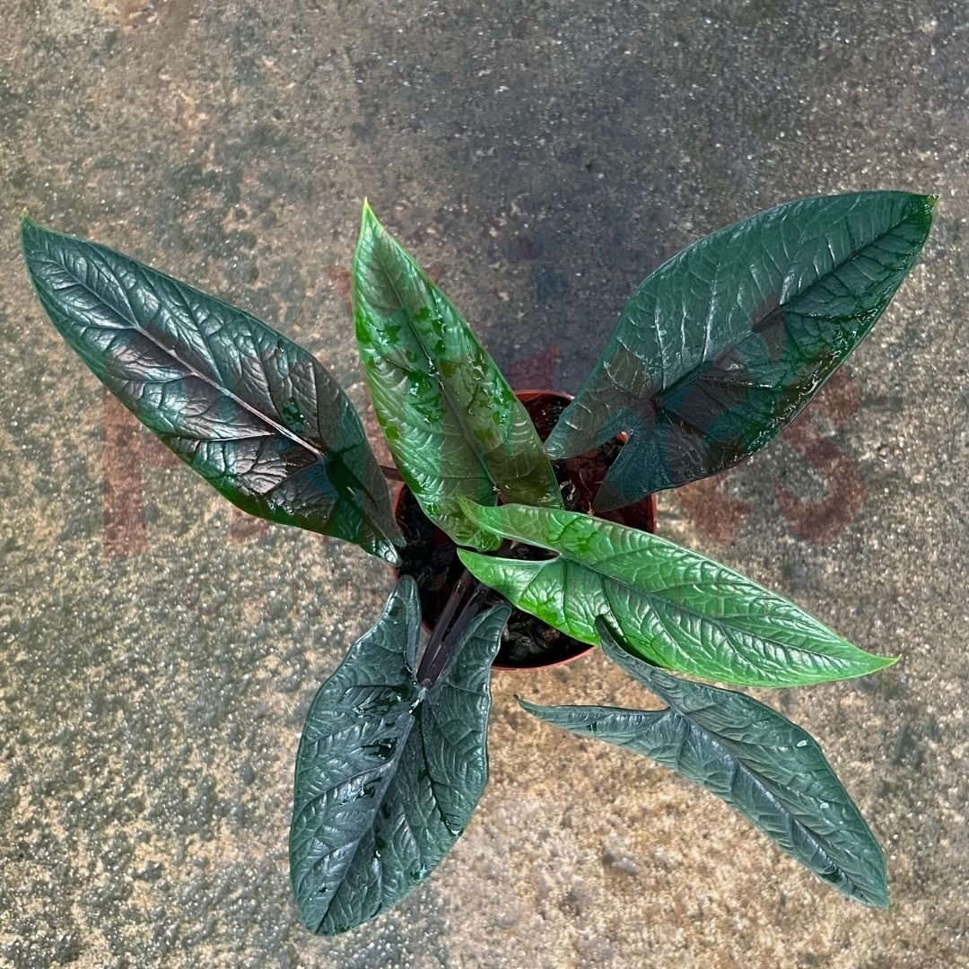 Alocasia Sinuata - (Pot Size ø8cm x 10cmH) - Prince Garden Centre