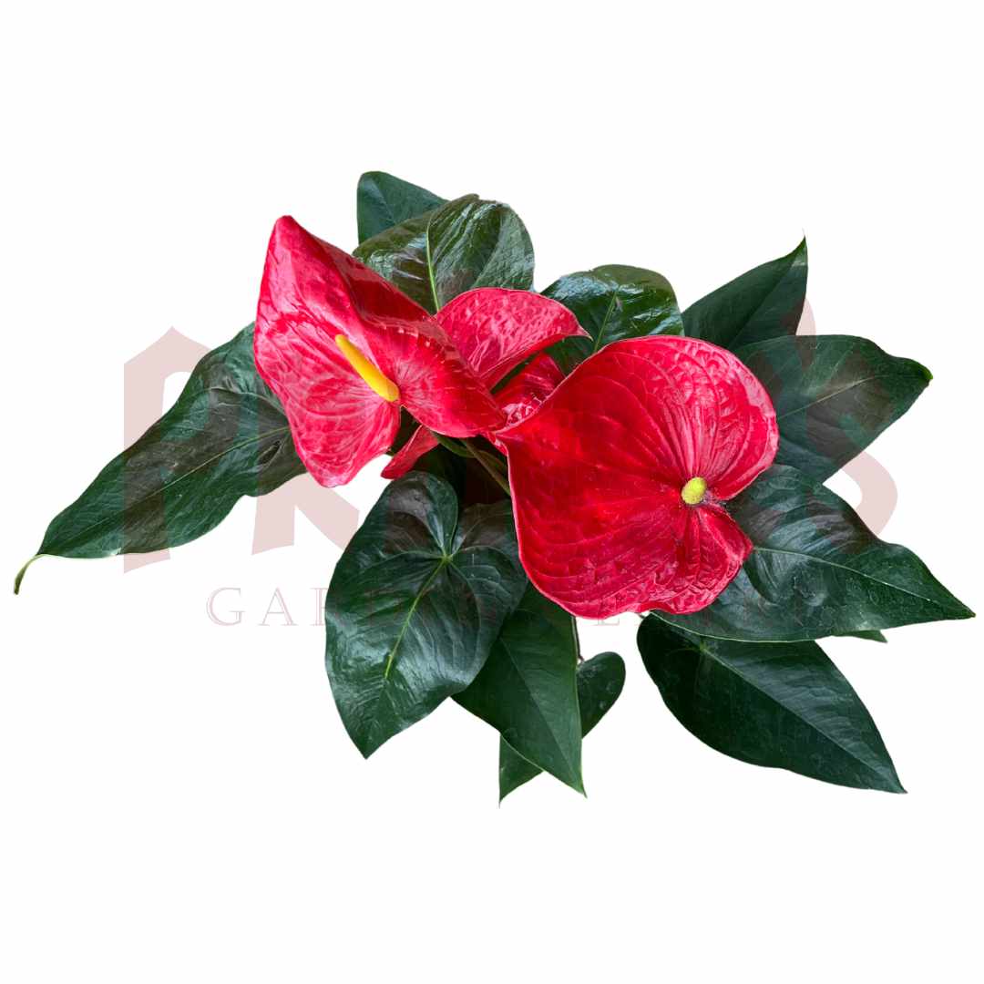 Anthurium Mix - (Pot Size 10cmø x 12cmH) - Prince Garden Centre