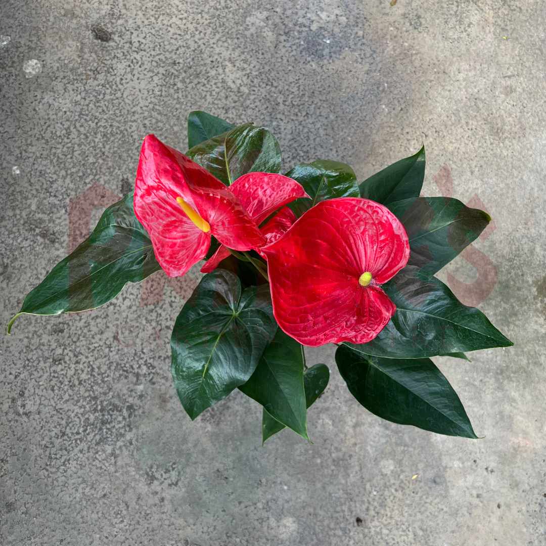 Anthurium Mix - (Pot Size 10cmø x 12cmH) - Prince Garden Centre