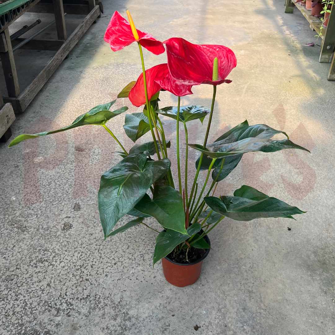 Anthurium Mix - (Pot Size 10cmø x 12cmH) - Prince Garden Centre