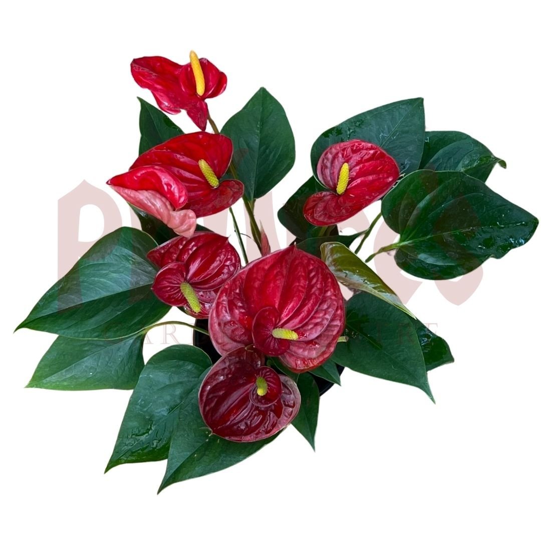 Anthurium Mix - (Pot Size 10cmø x 12cmH) - Prince Garden Centre