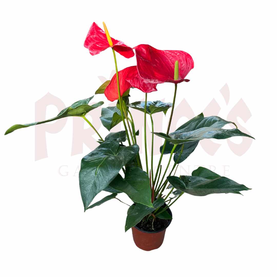 Anthurium Mix - (Pot Size 10cmø x 12cmH) - Prince Garden Centre