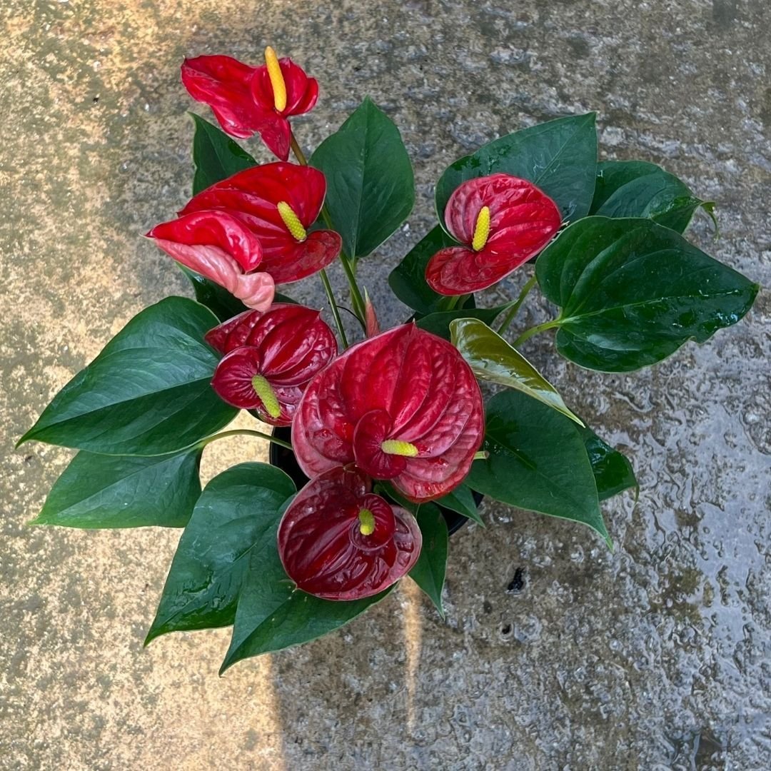 Anthurium Mix - (Pot Size 10cmø x 12cmH) - Prince Garden Centre