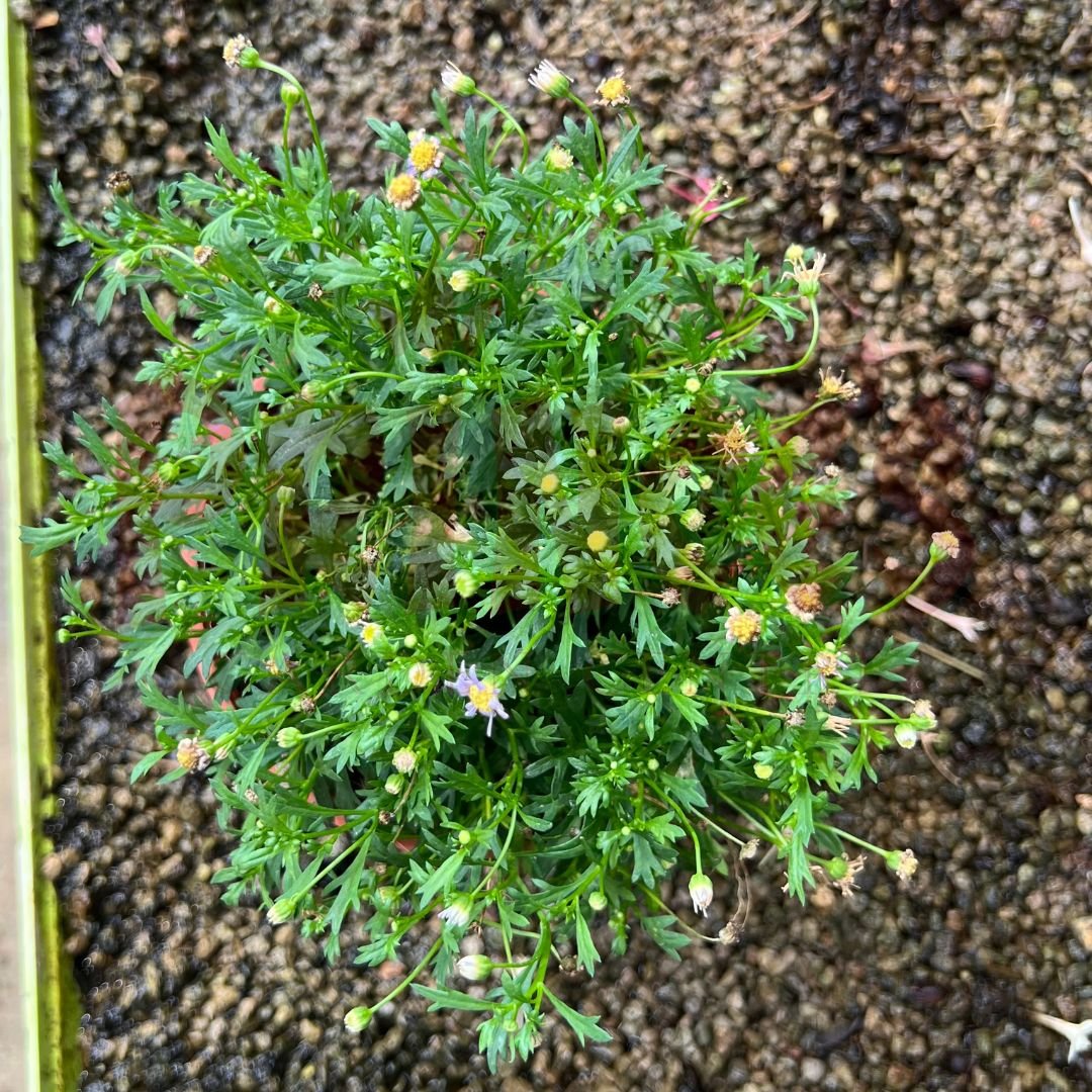 Aster - (Pot Size ø13cm x 10cmH) - Prince Garden Centre