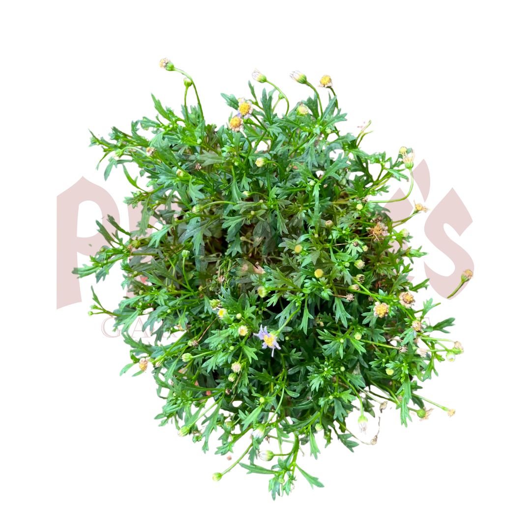 Aster - (Pot Size ø13cm x 10cmH) - Prince Garden Centre