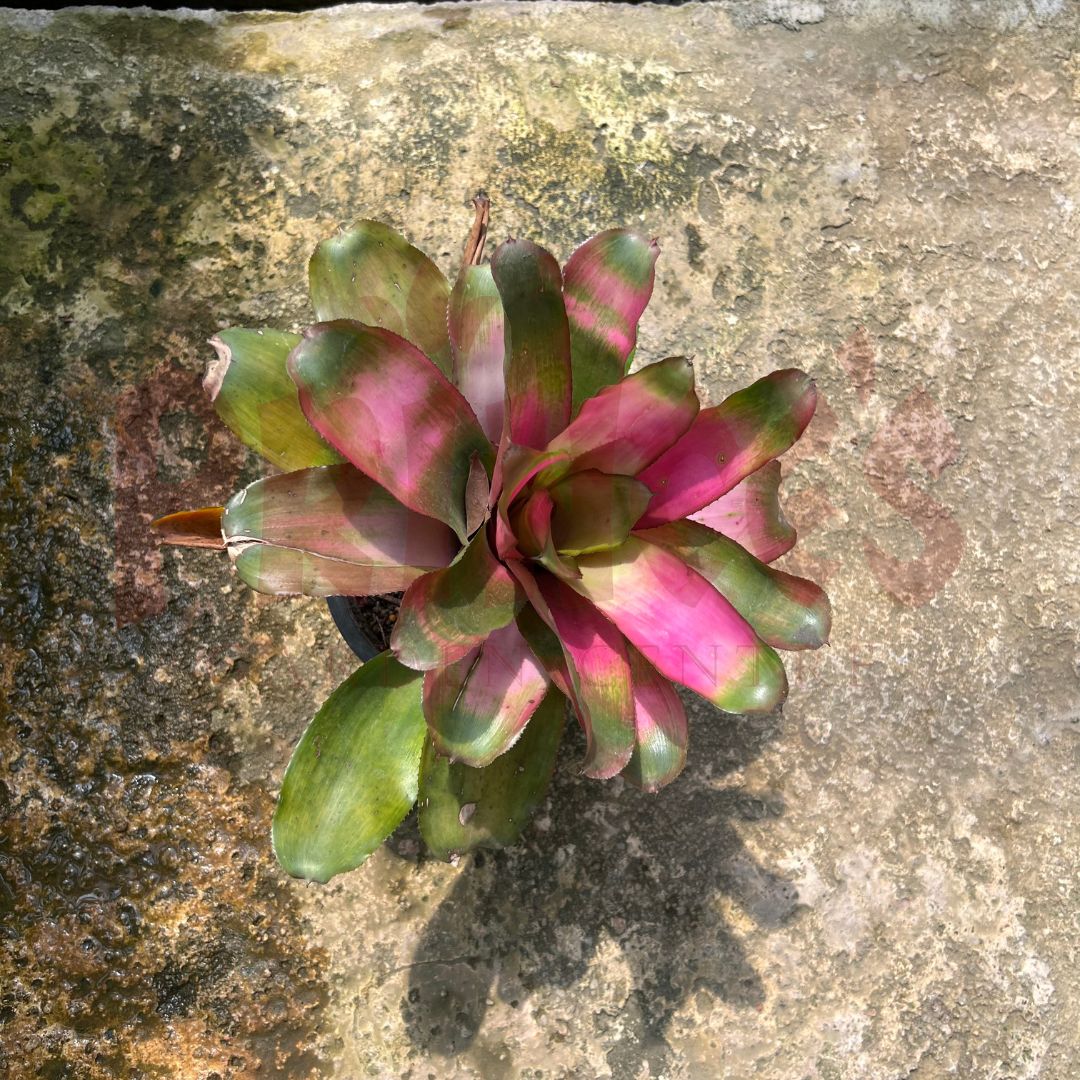 Bromeliad Sp - (Pot Size 12cmø x 10cmH) - Prince Garden Centre