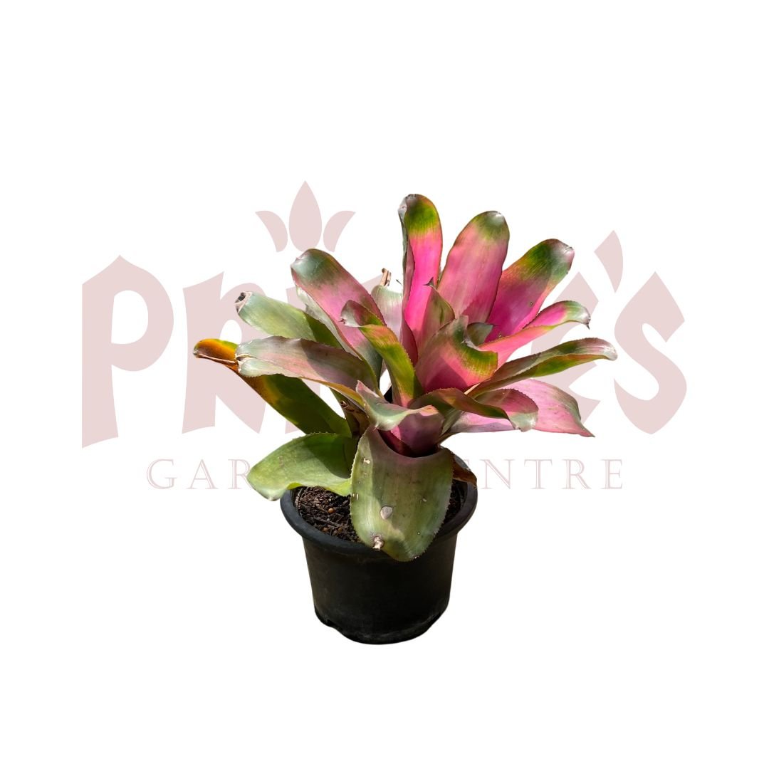 Bromeliad Sp - (Pot Size 12cmø x 10cmH) - Prince Garden Centre