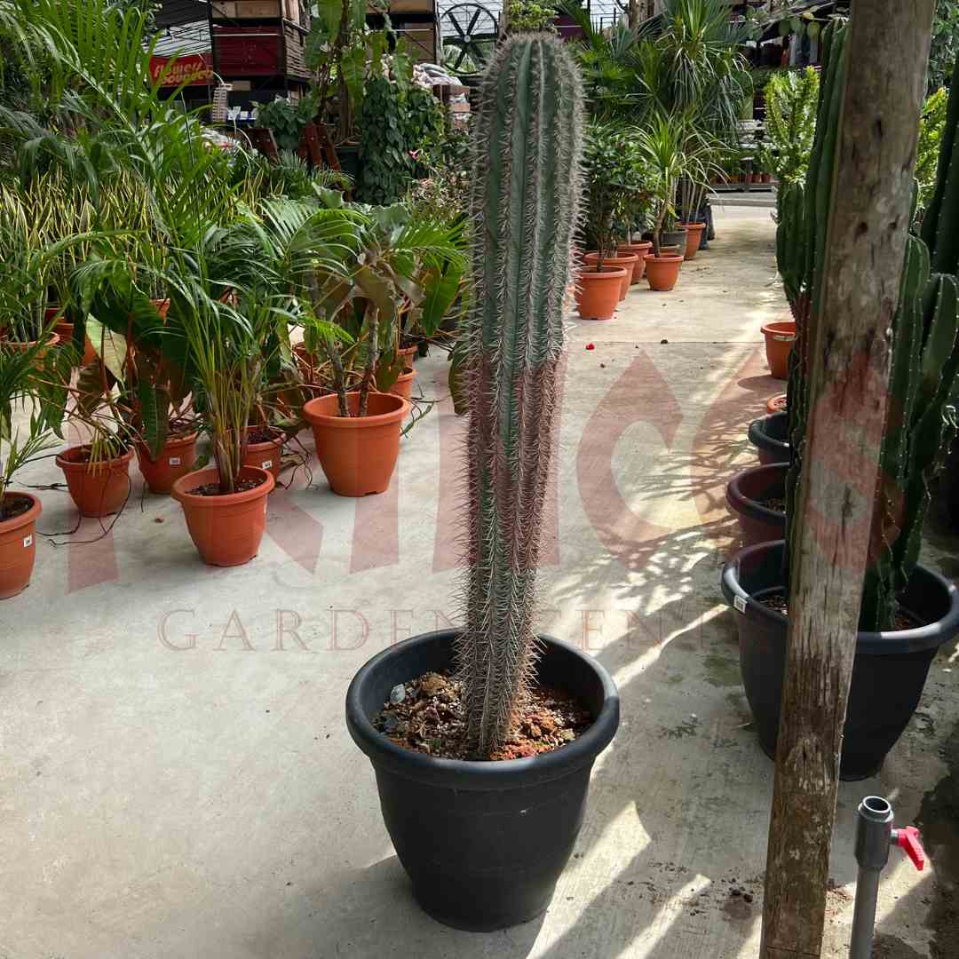Cactus - Pilosocereus Pachycladus - (Pot Size 35cmØ x 28cmH) - Prince Garden Centre