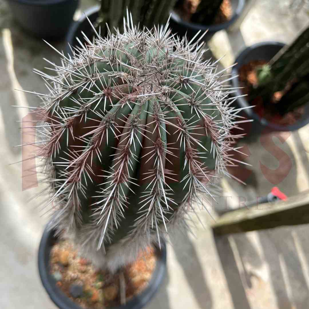 Cactus - Pilosocereus Pachycladus - (Pot Size 35cmØ x 28cmH) - Prince Garden Centre