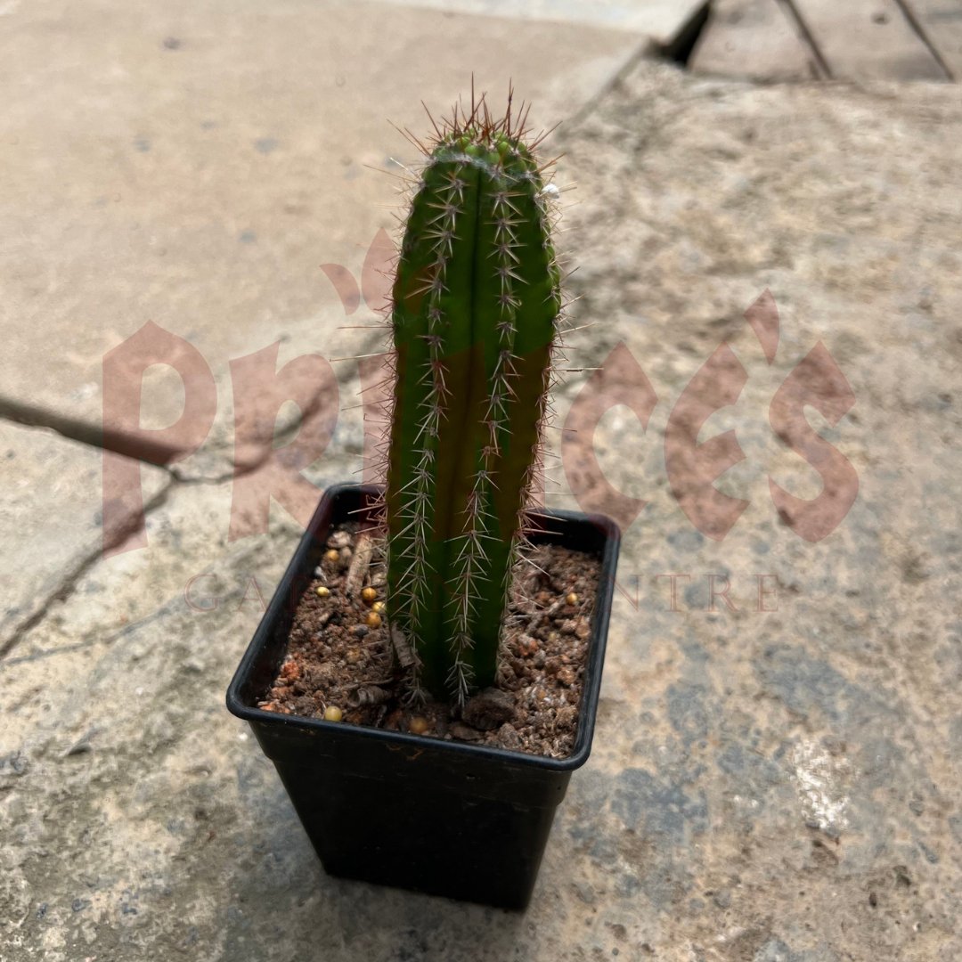 Cactus & Succulents Plant - (Pot Size - 4cmø x 5cmH) - Prince Garden Centre