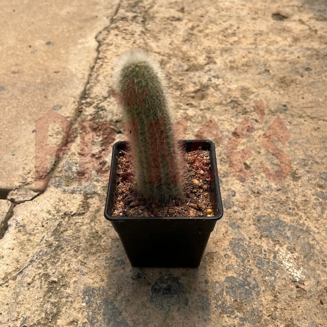 Cactus & Succulents Plant - (Pot Size - 4cmø x 5cmH) - Prince Garden Centre