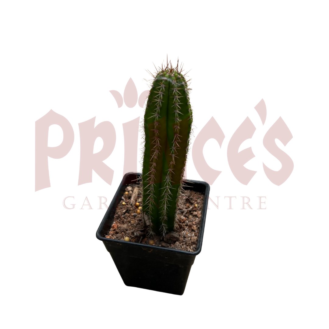 Cactus & Succulents Plant - (Pot Size - 4cmø x 5cmH) - Prince Garden Centre