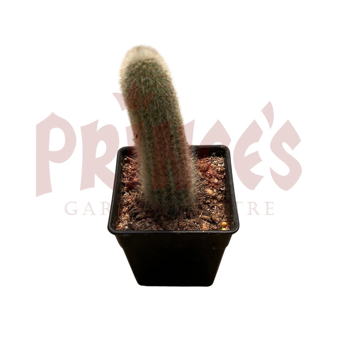 Cactus & Succulents Plant - (Pot Size - 4cmø x 5cmH) - Prince Garden Centre