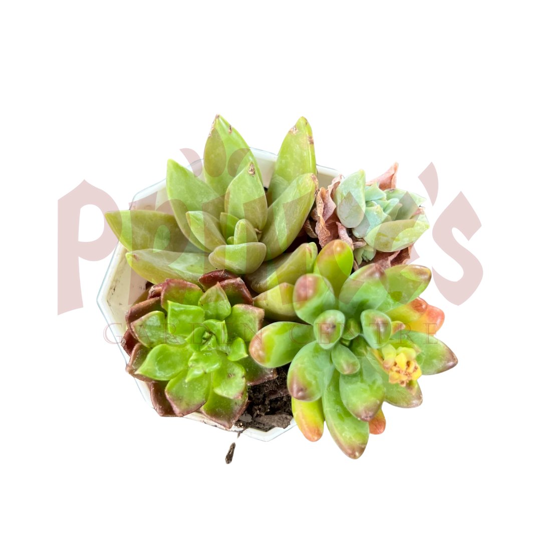 Cactus & Succulents - (Pot SIze 5.5cmø x 5cmH) - Prince Garden Centre