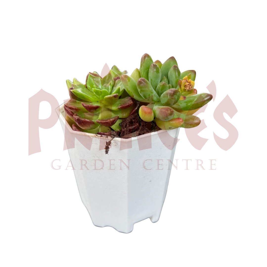 Cactus & Succulents - (Pot SIze 5.5cmø x 5cmH) - Prince Garden Centre