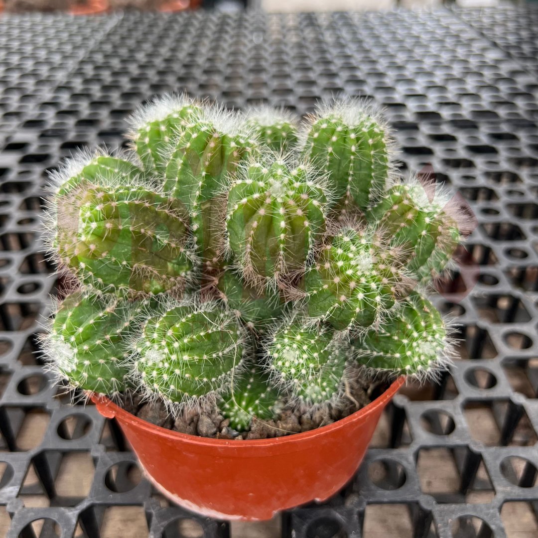 Cactus & Succulents - (Pot SIze 8.5cmø x 5cmH) - Prince Garden Centre