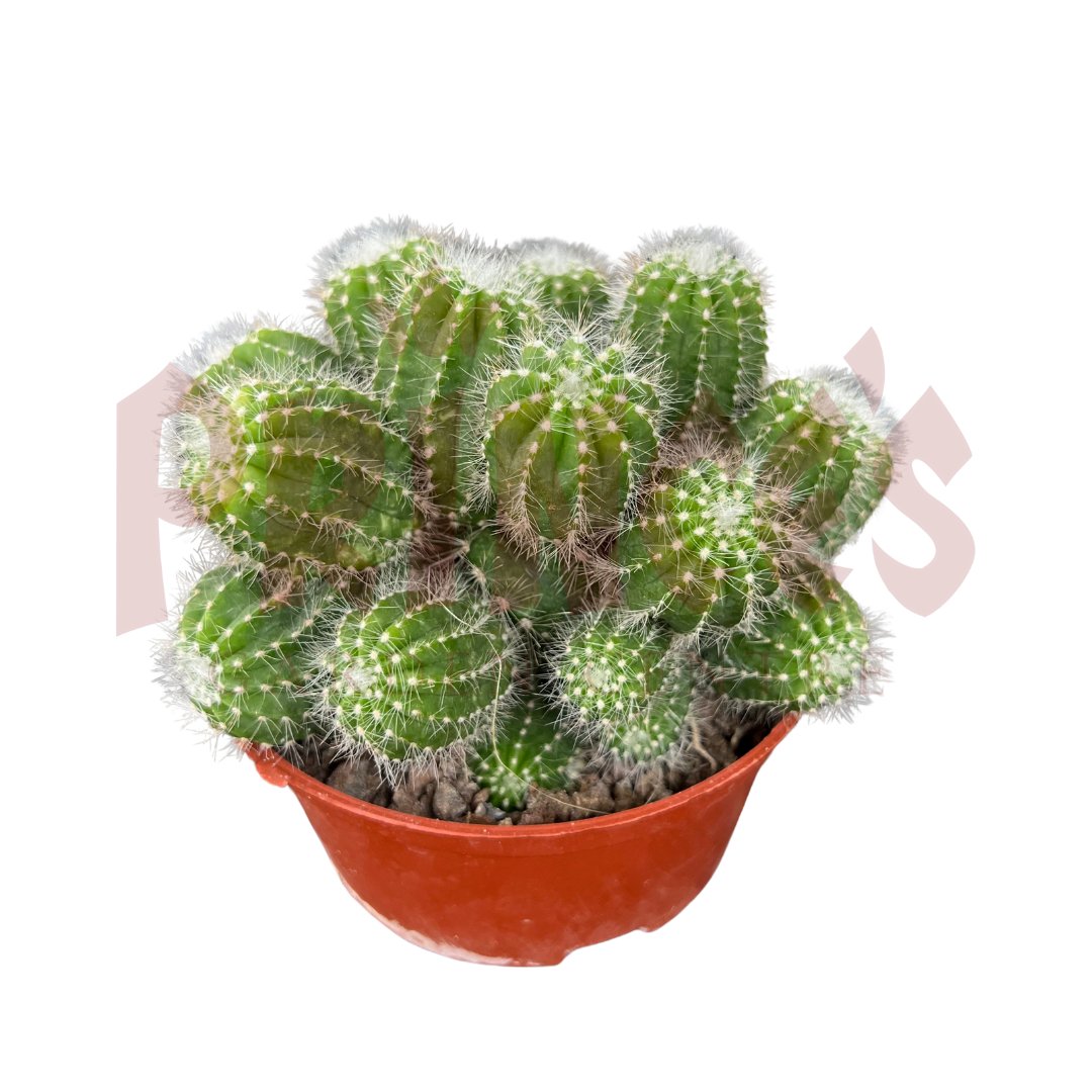 Cactus & Succulents - (Pot SIze 8.5cmø x 5cmH) - Prince Garden Centre