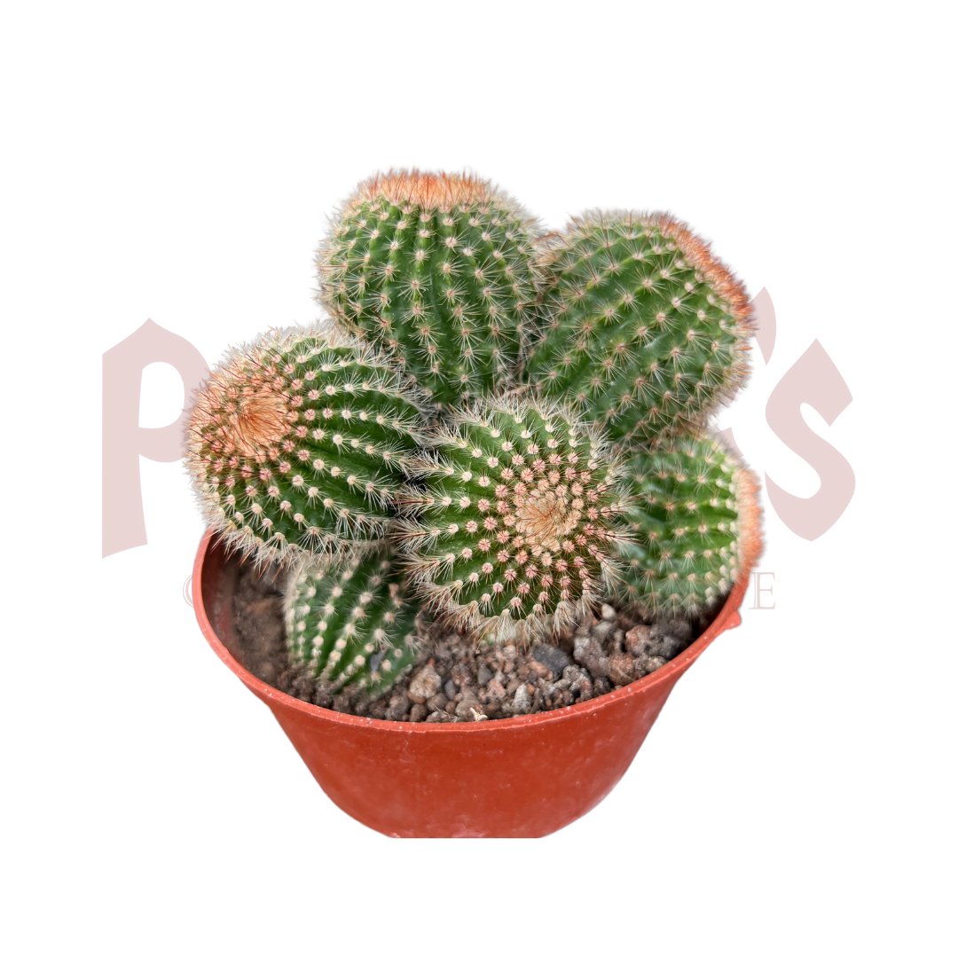 Cactus & Succulents - (Pot SIze 8.5cmø x 5cmH) - Prince Garden Centre