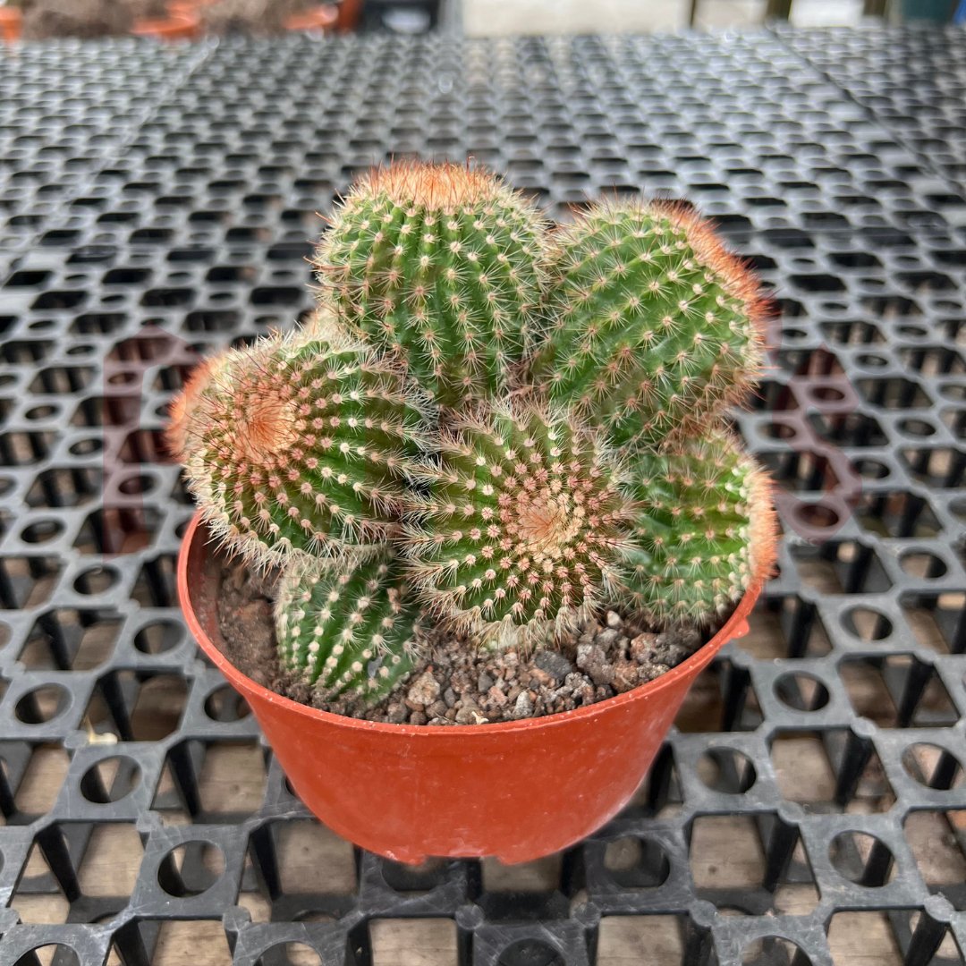 Cactus & Succulents - (Pot SIze 8.5cmø x 5cmH) - Prince Garden Centre