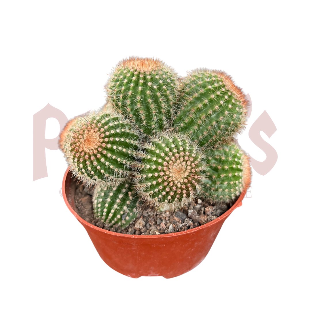 Cactus & Succulents - (Pot SIze 8.5cmø x 5cmH) - Prince Garden Centre