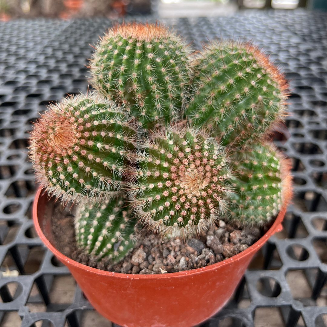 Cactus & Succulents - (Pot SIze 8.5cmø x 5cmH) - Prince Garden Centre