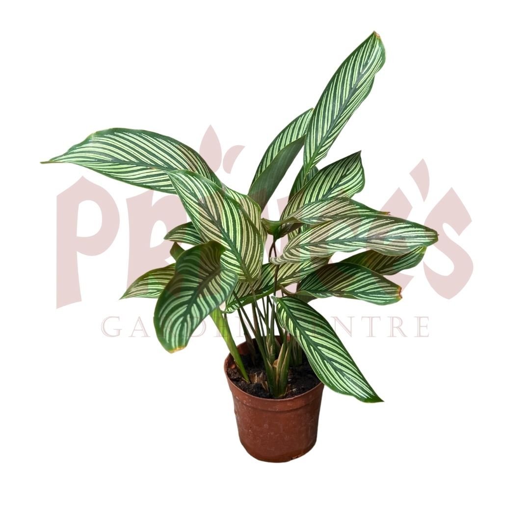 Calathea Elliptica - (Pot Size 8cmø x 12cmH) - Prince Garden Centre